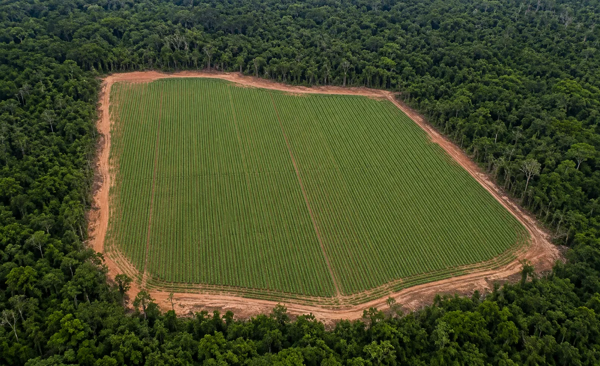 Desmatamento no Brasil coloca agricultores dos EUA em desvantagem, afirma representante 2 Desmatamento no Brasil coloca agricultores dos EUA em desvantagem, afirma representante