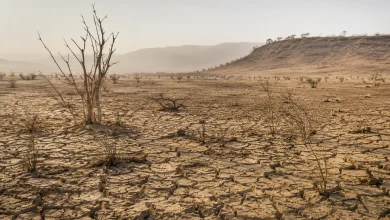 Desertificação no Brasil ameaça segurança hídrica e alimentar 1 Desertificação no Brasil ameaça segurança hídrica e alimentar