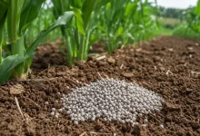 Senado aprova subsídio para novas fábricas de fertilizantes