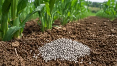 Senado aprova subsídio para novas fábricas de fertilizantes 2 Senado aprova subsídio para novas fábricas de fertilizantes