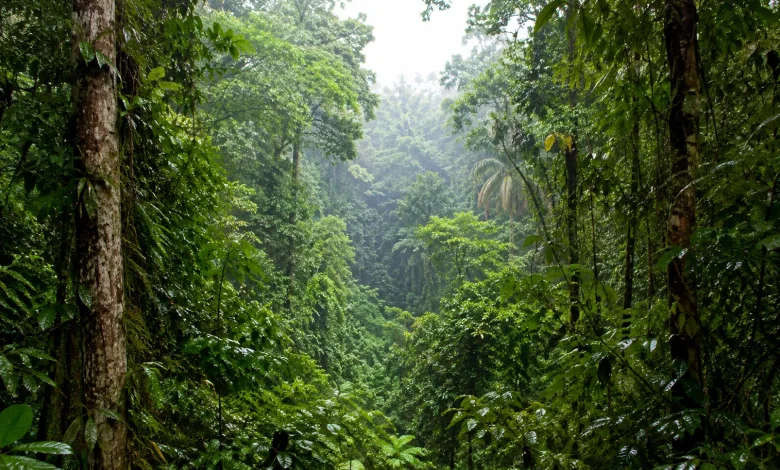 Unidades de conservação guardam carbono equivalente a 33 anos de emissões 1 Unidades de conservação guardam carbono equivalente a 33 anos de emissões