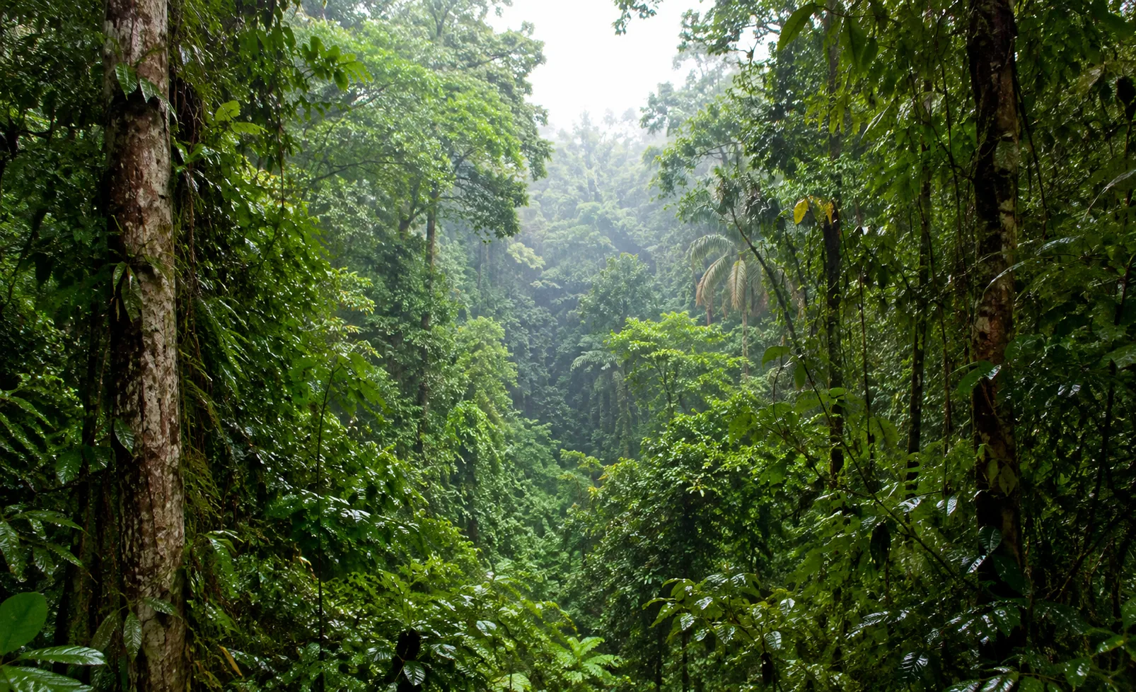Unidades de conservação guardam carbono equivalente a 33 anos de emissões 2 Unidades de conservação guardam carbono equivalente a 33 anos de emissões
