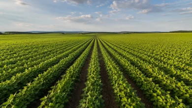 Valor Bruto da Produção Agropecuária chega a R$ 1,39 trilhão em julho 2 Valor Bruto da Produção Agropecuária chega a R$ 1,39 trilhão em julho