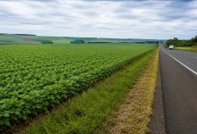Projeto autoriza cultivo em margens de rodovias