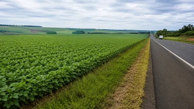 Projeto autoriza cultivo em margens de rodovias