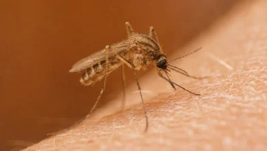 São Paulo e Santa Catarina confirmam casos de Febre do Nilo Ocidental 2 São Paulo e Santa Catarina confirmam casos de Febre do Nilo Ocidental