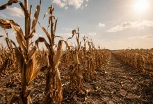 Crise agrícola na Europa se agrava com calor extremo