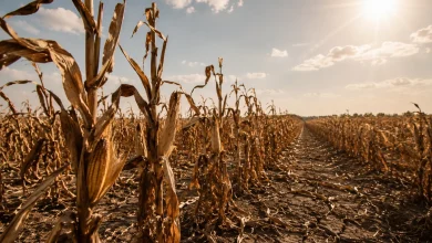 Crise agrícola na Europa se agrava com calor extremo 2 Crise agrícola na Europa se agrava com calor extremo