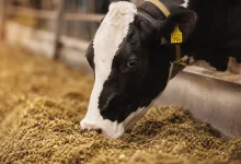 Sancionada ampliação de produtos para alimentação animal