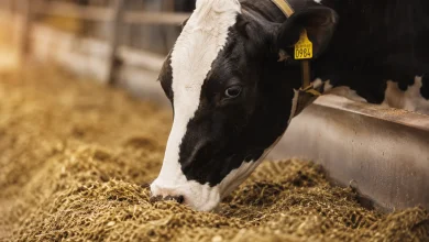 Sancionada ampliação de produtos para alimentação animal