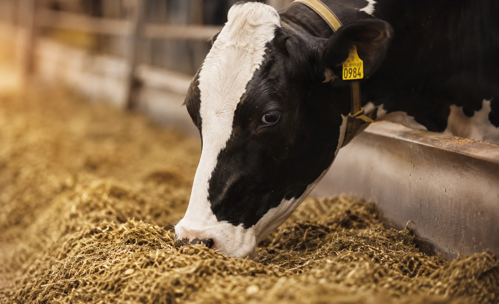 Sancionada ampliação de produtos para alimentação animal