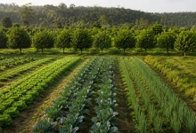 Câmara aprova novas diretrizes nacionais para agroecologia