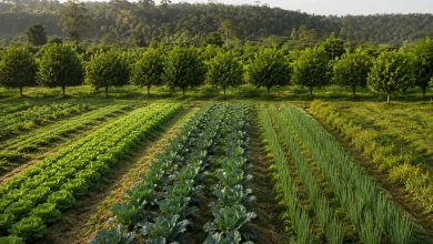 Câmara aprova novas diretrizes nacionais para agroecologia 2 Câmara aprova novas diretrizes nacionais para agroecologia