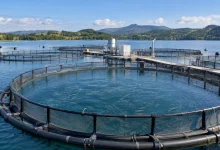 Aquicultura terá novo modelo de licenciamento ambiental no Brasil