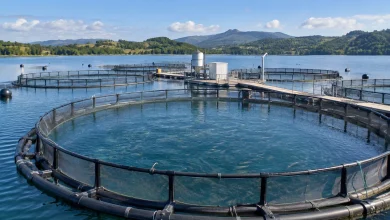 Aquicultura terá novo modelo de licenciamento ambiental no Brasil 2 Aquicultura terá novo modelo de licenciamento ambiental no Brasil