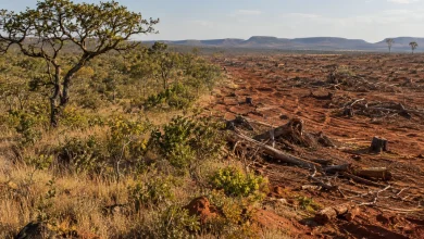 Alertas de desmatamento caem 18,9% no Cerrado em agosto 3 Alertas de desmatamento caem 18,9% no Cerrado em agosto