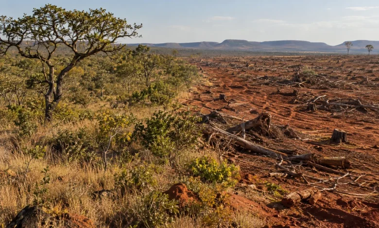 Alertas de desmatamento caem 18,9% no Cerrado em agosto 1 Alertas de desmatamento caem 18,9% no Cerrado em agosto