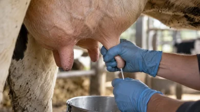 Projeto cria Proleite para fortalecer pequenos e médios produtores 2 Projeto cria Proleite para fortalecer pequenos e médios produtores