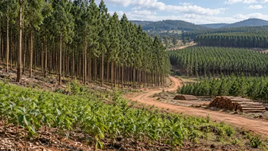 Produção florestal bate recorde de R$ 47,9 bilhões puxada pela silvicultura 4 Produção florestal bate recorde de R$ 47,9 bilhões puxada pela silvicultura