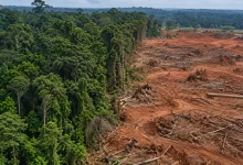 Desmatamento na Amazônia recua ao menor patamar desde 1988