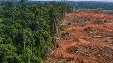 Desmatamento na Amazônia recua ao menor patamar desde 1988 2 Desmatamento na Amazônia recua ao menor patamar desde 1988