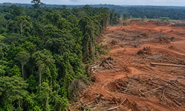 Desmatamento na Amazônia recua ao menor patamar desde 1988