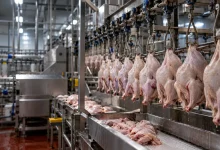 China suspende importações de aves de Santa Catarina após caso de Newcastle