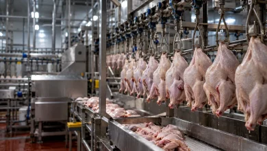 China suspende importações de aves de Santa Catarina após caso de Newcastle