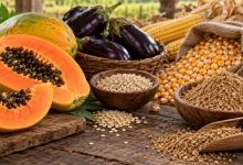 Brasil abre quatro novos mercados para produtos agropecuários