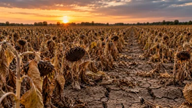 Pedidos de recuperação judicial no agro caem 20,7% no 2° trimestre 34 Pedidos de recuperação judicial no agro caem 20,7% no 2° trimestre