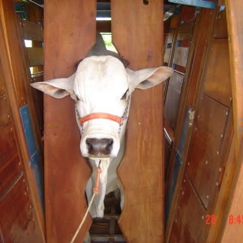 Balança Bovina