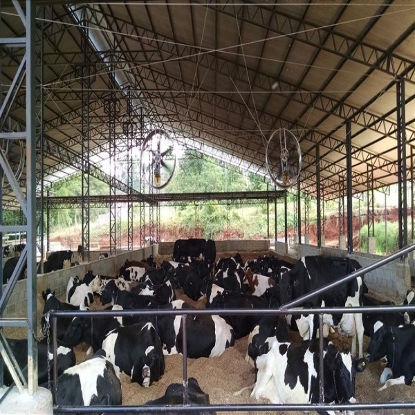 Barracao Para Confinamento De Bovinos