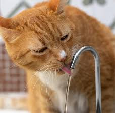 Tubo Inox Para Fonte Gato